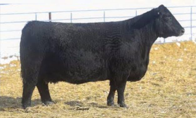 Angus Embryos For Sale:  SB10-3862