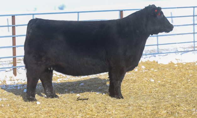 Angus Embryos For Sale:  SB10-3865