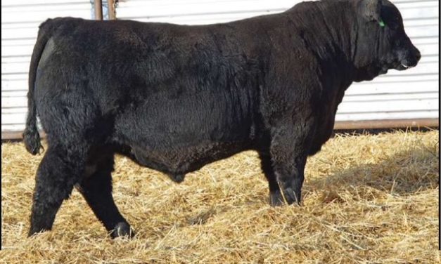 Simmental Semen For Sale: SB-3700