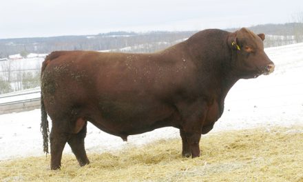Red Angus Semen For Sale:  SB10-3845