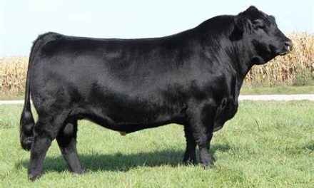 Club Calf Semen For Sale:  SB10-3698