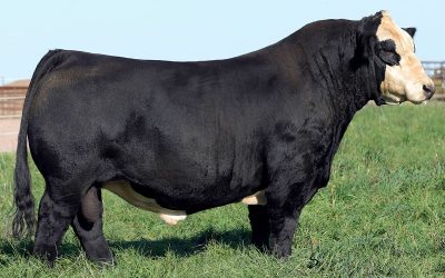 Simmental Semen For Sale: SB10-1702