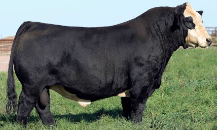 Simmental Semen For Sale: SB10-1702