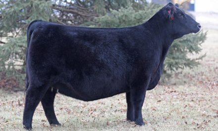 Angus Embryos For Sale: SB10-3858