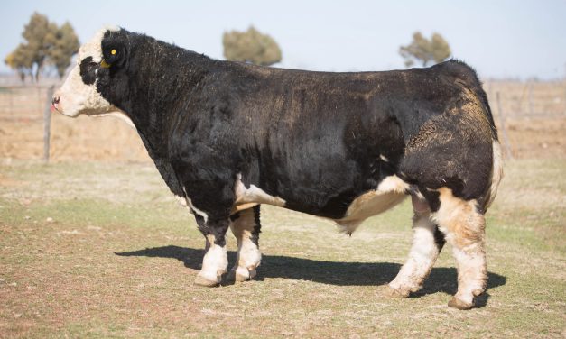 Simmental Semen For Sale:  SB10-3855