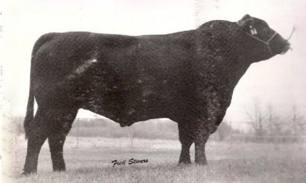 Angus Semen For Sale:  SB10-3848