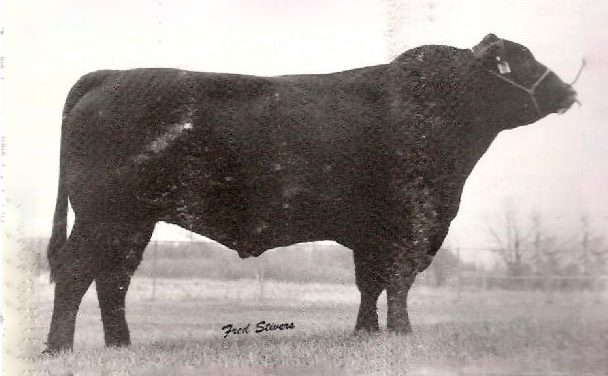 Angus Semen For Sale:  SB10-3848