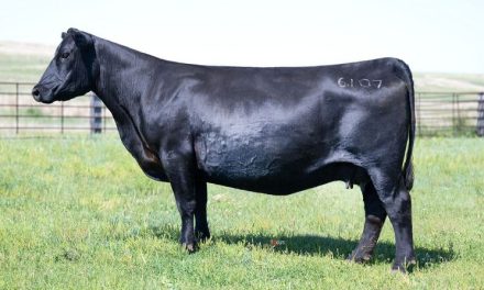 Angus Embryos For Sale:  SB10-3827