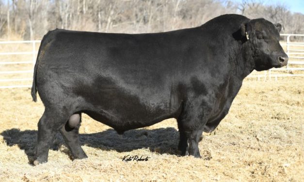 Angus Semen For Sale:  SB10-3900