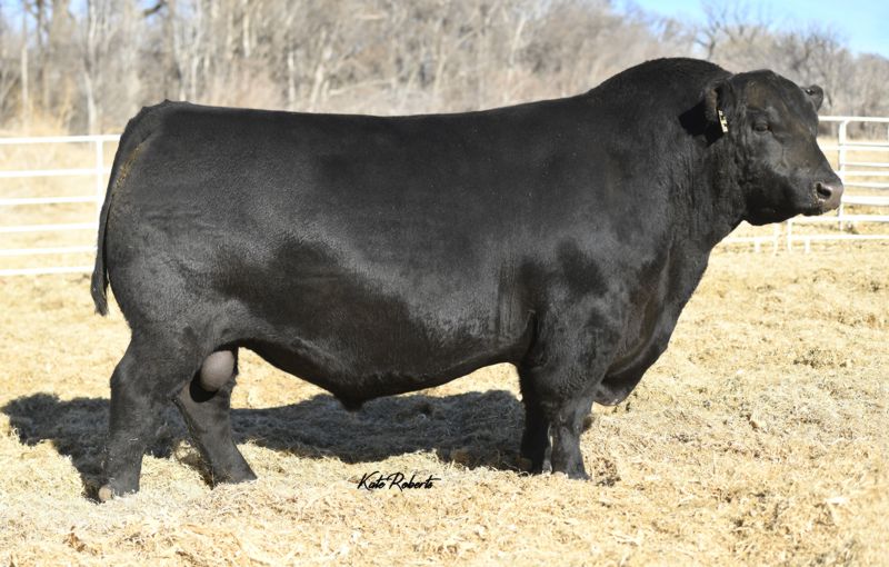 21AR Rainmaker 8343A