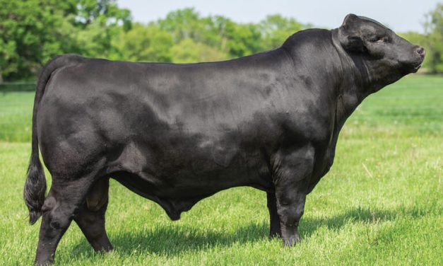 Gelbvieh Semen For Sale:  SB10-3940