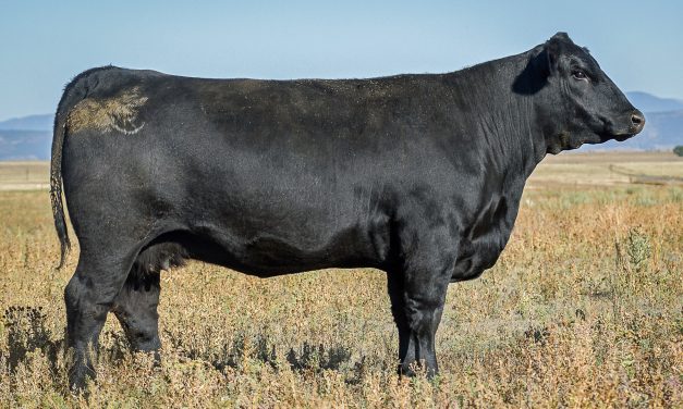 Angus Embryos For Sale:  SB10-3930
