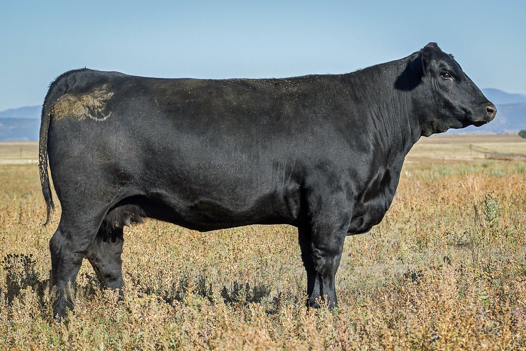 Baldridge e167