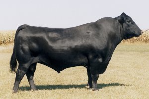 Angus Semen For Sale:  SB10-3891