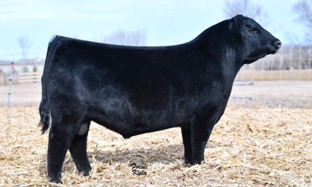 Angus Semen For Sale:  SB10-3889