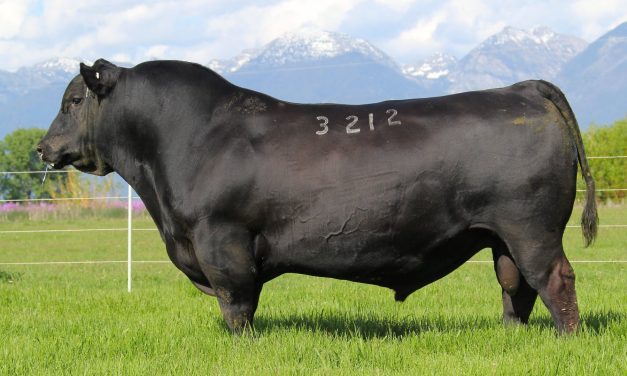 Angus Semen For Sale:  SB10-4109