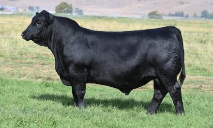 Angus Semen For Sale:  SB10-3869