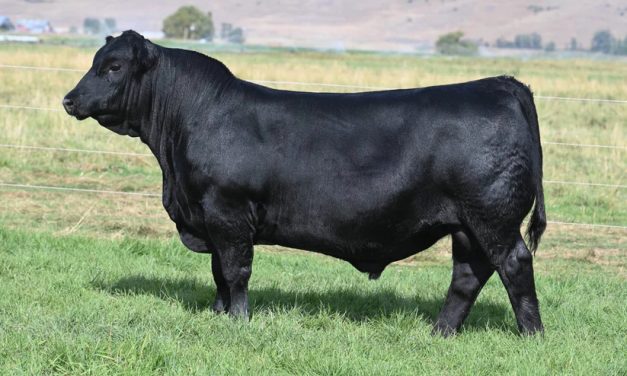 Angus Semen For Sale:  SB10-3869