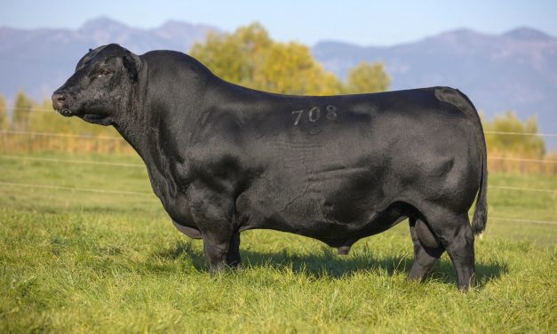 Angus Embryos For Sale:  SB10-3874
