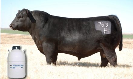 Semen Tank Plus Semen For Sale:  SB10-3881