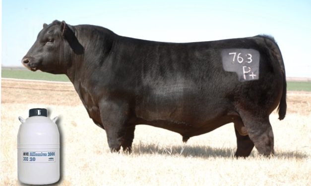 Semen Tank Plus Semen For Sale:  SB10-3881