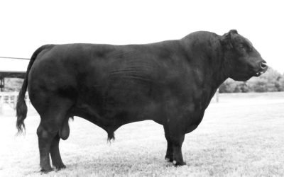 Angus Semen For Sale:  SB10-3895