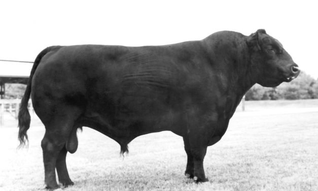 Angus Semen For Sale:  SB10-3895