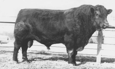 Angus Embryos For Sale:  SB10-3870