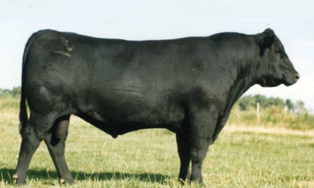 Angus Semen For Sale:  SB10-4329