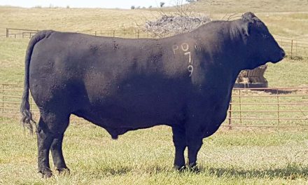 Angus Semen For Sale:  SB10-3941