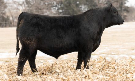 Angus Embryos For Sale:  SB10-3919