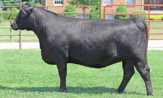 Angus Embryos For Sale:  SB10-3929