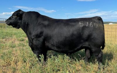 Angus Semen For Sale:  SB10-4023
