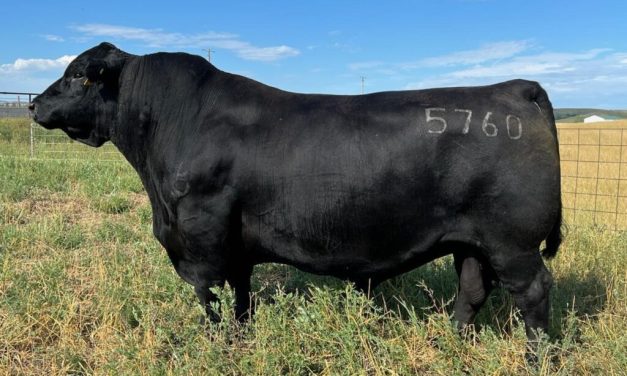 Angus Semen For Sale:  SB10-3969