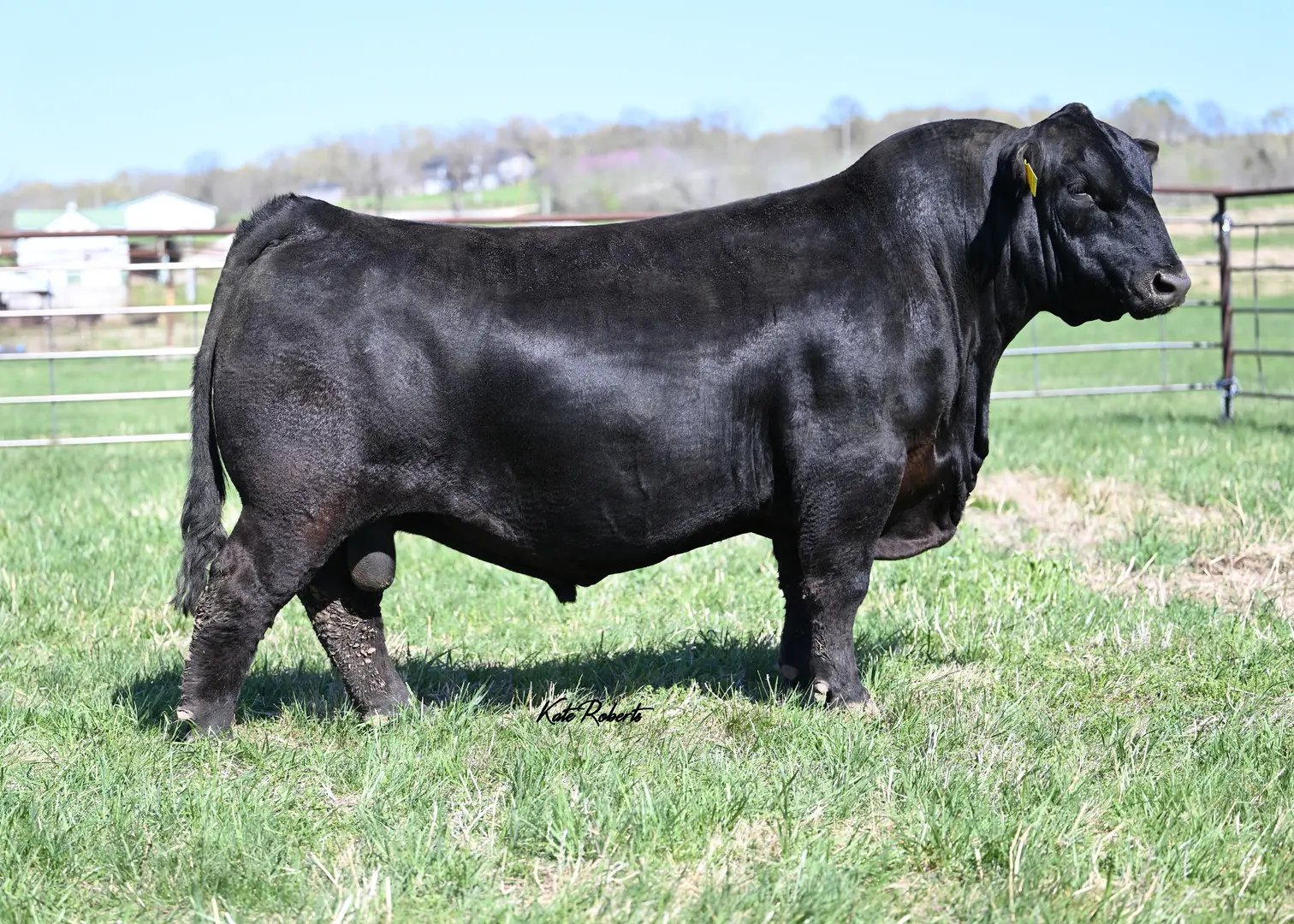 Musgrave Stunner 316
