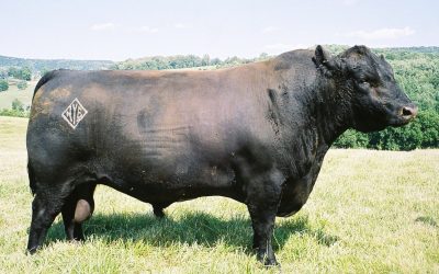 Angus Semen For Sale:  SB10-3895