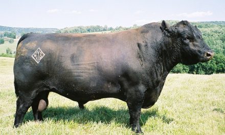 Angus Semen For Sale:  SB10-3895