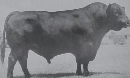 Angus Embryos For Sale:  SB10-3872