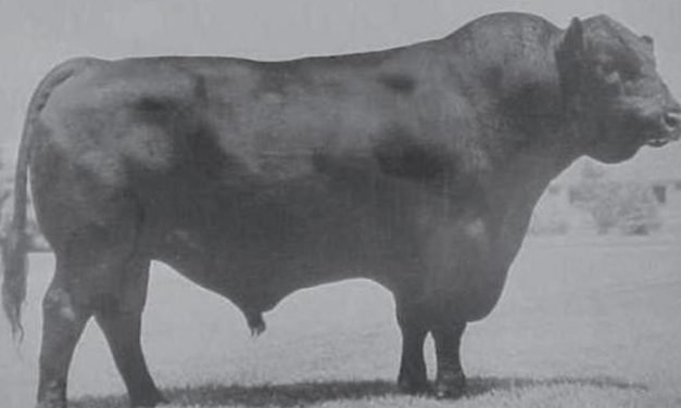 Angus Embryos For Sale:  SB10-3872