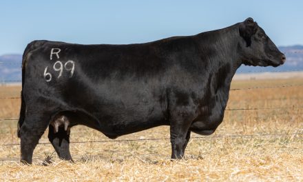 Angus Embryos For Sale:  SB10-3928