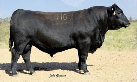 Angus Semen For Sale:  SB10-3943