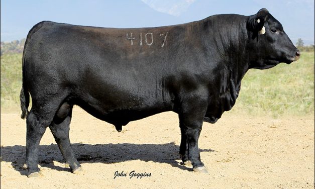 Angus Semen For Sale:  SB10-3943