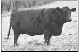 Angus Embryos For Sale:  SB10-3871