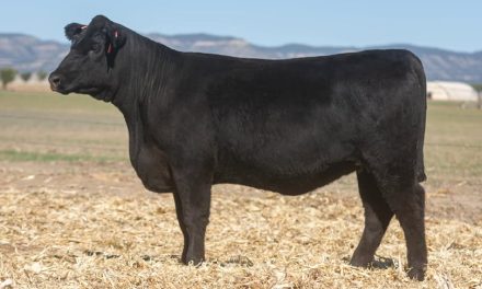 Angus Embryos For Sale:  SB10-3931