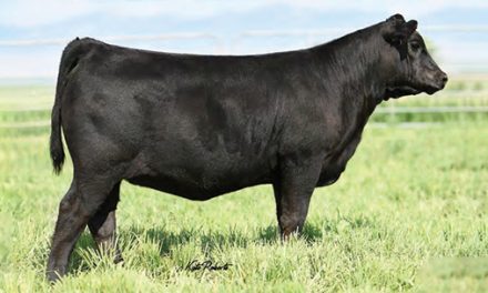 Angus Embryos For Sale:  SB10-3963