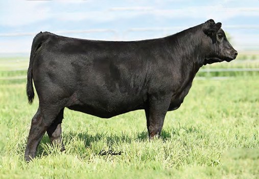 Angus Embryos For Sale:  SB10-3920