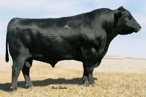 Angus Semen For Sale:  SB10-3890