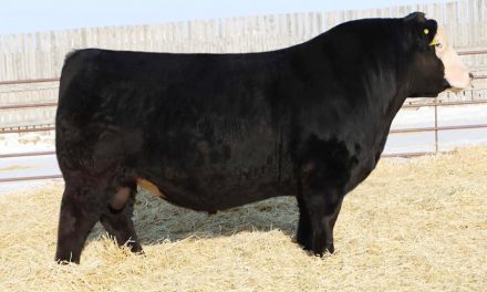 Simmental Semen For Sale:  SB10-3909