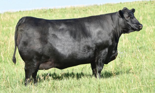 Angus Embryos For Sale:  SB10-4243