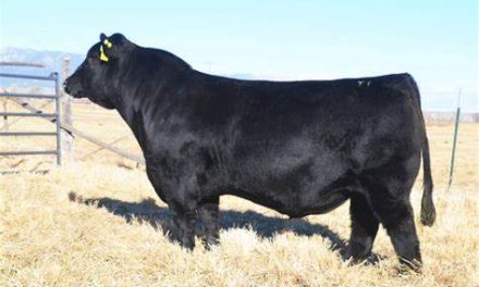 Simmental Semen For Sale:  SB10-3925